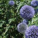 ECHINOPS VIOLETTO GR.5 - Foto 2